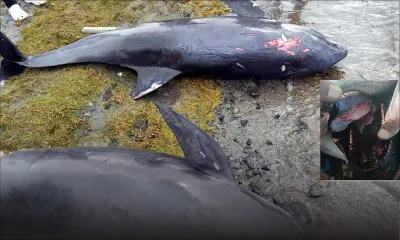 Dans les lagons du Sud-Est - Sudheer Maudhoo : «Wakashio pas à l’origine de la mort des dauphins»