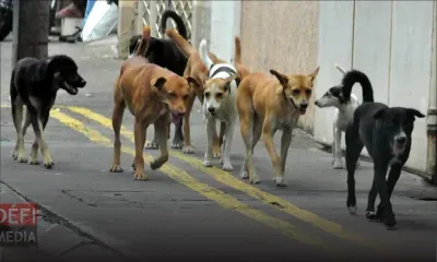 Chiens errants : le ministre de l’Agro-industrie promet de nouvelles mesures