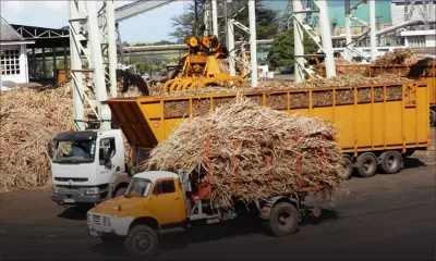 Fin des quotas - Sucre mauricien : un avenir amer 