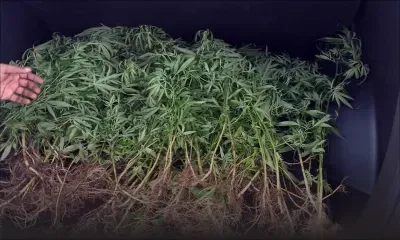 Rs 7 millions de cannabis déracinés à Bénarès et Britannia