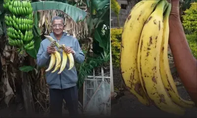 Bananes géantes
