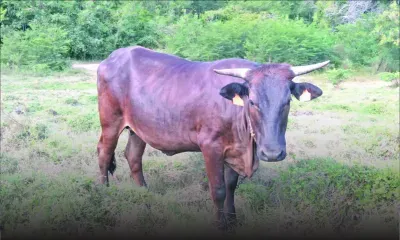 Creole cattle endangered