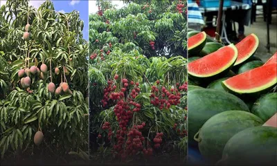 Fruits de saison : quand les nuisances rendent la vie amère aux planteurs