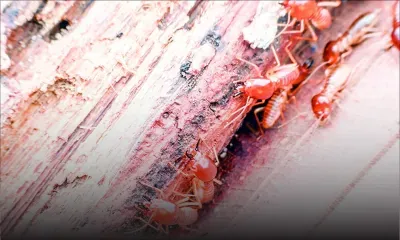 Quand les termites attaquent ! : la traumatisante expérience d’une habitante de Curepipe