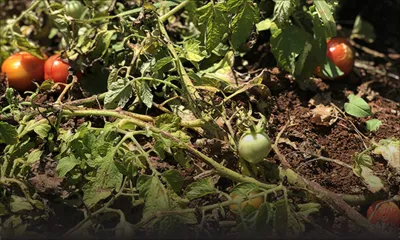 Production de fruits et légumes - Sécheresse : la coupe est pleine pour les planteurs