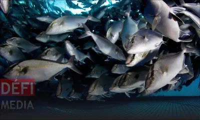 Pêche : hausse de 35 % des exportations de poisson et des dérivés  