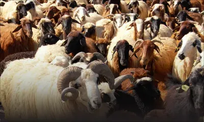 En marge des fêtes de fin d’année : 2.500 boucs et moutons vendus par la MMA