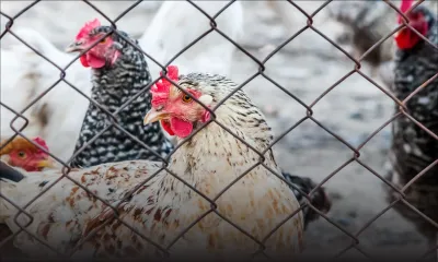 Poulet : Avipro mise sur la transparence