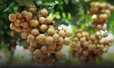 Des planteurs se penchent sur l’exportation des longanes