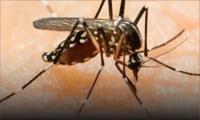 Maladie: le Zika se rapproche de Maurice