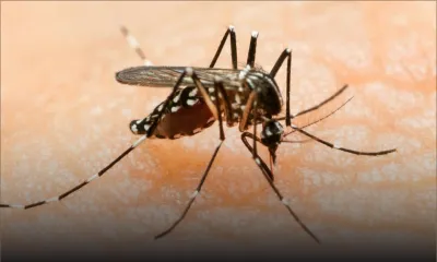 Virus Zika: un protocole mis sur pied