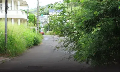 Morcellement Montréal, Coromandel : l’avenue Ylang Ylang prise d’assaut par des arbustes