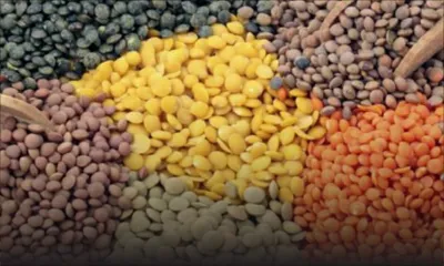 Après l’épuisement de leurs stocks : des importateurs stopperont l’importation des grains secs