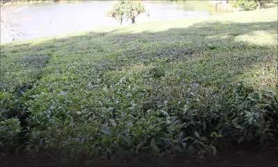 Thé: exportation prometteuse mais production en baisse