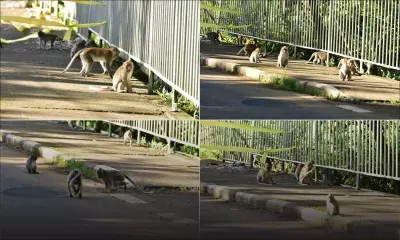 Pendant que les humains restent confinés, les singes profitent de leur journée...