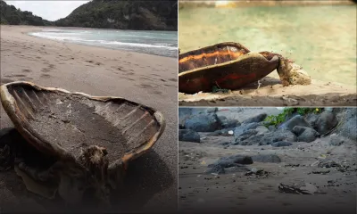 Braconnage d’espèces protégées à Mayotte : 28 cadavres de tortues découverts pendant le confinement
