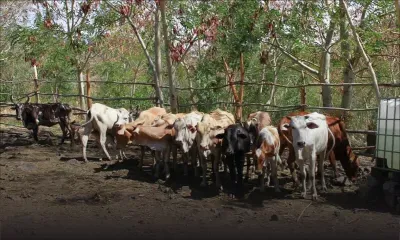 Importation d’animaux de Rodrigues : le gouvernement revoit sa copie