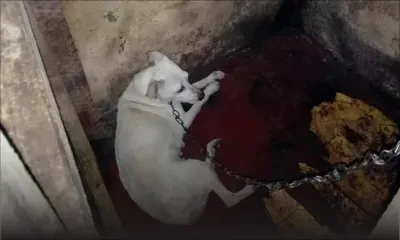 Maltraitance envers les animaux : 20 chiens retrouvés dans une cabane