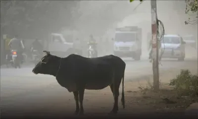Inde : Modi condamne les lynchages liés à la vache sacrée