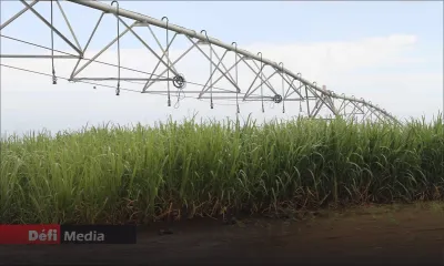 Eau : nouvelles conditions pour l’irrigation de la canne