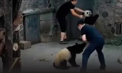 Chine : des petits pandas "maltraités", le web s'enflamme