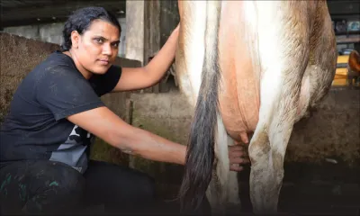 Élevage : la vache à lait à sec?