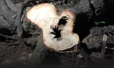 Île d’Ambre : un homme de 26 ans arrêté pour abattage illégal de bois de santal