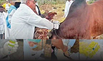 Fièvre aphteuse : au coeur de l’exercice de vaccination