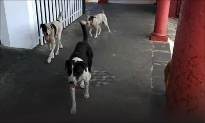 À Chitrakoot, Vallée-des-Prêtres : des enfants terrifiés par des chiens vagabonds