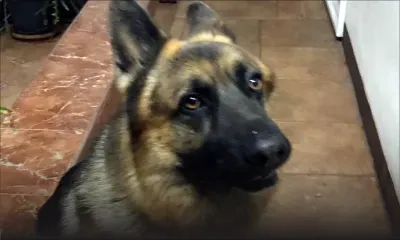 Chien perdu : récompense assurée à celui qui retrouve Ricky