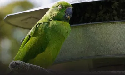 Une cateau verte volée : estimé à Rs 50 000, l’oiseau a été vendu à un mineur pour Rs 200
