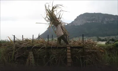 Industrie sucrière: Les petits planteurs s’arment pour le commerce équitable