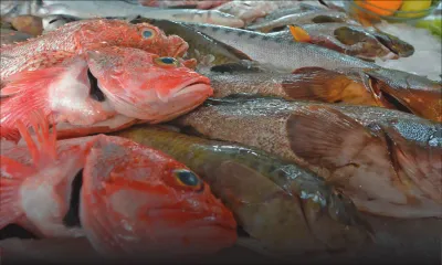 Poissons frais : le prix augmente de 10 % à 15 %
