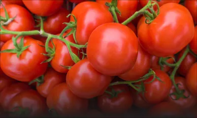 La pomme d’amour devrait se maintenir à Rs 15 le demi-kilo