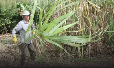 Sugar industry : Short-term Sweetness to Appease Small Farmers