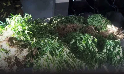 Aux Gorges de la Rivière-Noire : 3.255 plants de gandia déracinés