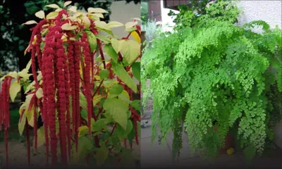 Insolite : vol d’une fougère capillaire et d’une queue-de-renard