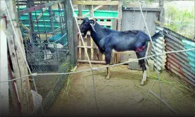 Il perd sept cabris et un bouc atteints par un virus