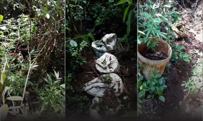 Plateau central : plus de 1 000 plants de cannabis valant Rs 4,5 millions déracinés