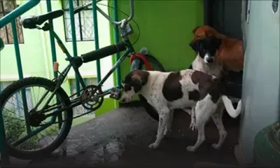 À la NHDC de Cap-Malheureux : Des chiens attaquent les résidents 