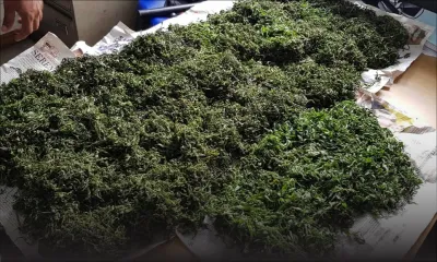 Arrêté pour trafic de 1,5 kg de cannabis : le suspect avoue être un fournisseur de cannabis dans le sud du pays
