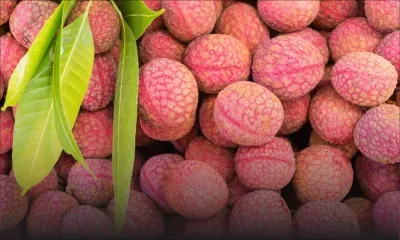 À Calebasses : un voleur de 20 kilos de letchis sous les verrous