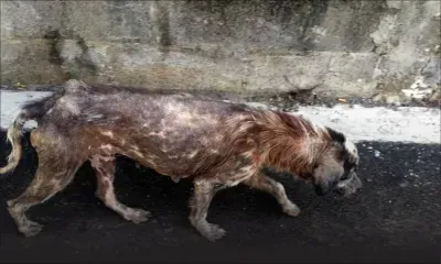 À Route Bassin : des chiens malades abandonnés