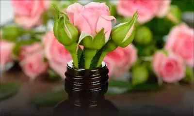 Le secret des fleurs guérisseuses