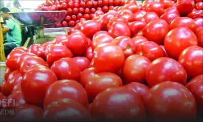 Consommation - pomme d’amour : entre Rs 50 et Rs 110 le demi-kilo 