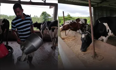 Cri de désespoir des éleveurs de vache