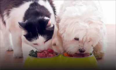 Animaux domestiques : nourrissons les aussi !