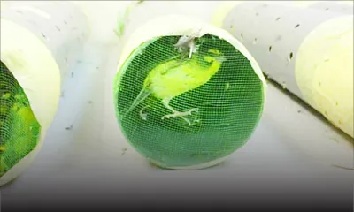 Trafic Maurice-Reunion : des oiseaux achetés à Rs 20 000 puis revendus à Rs 150 000