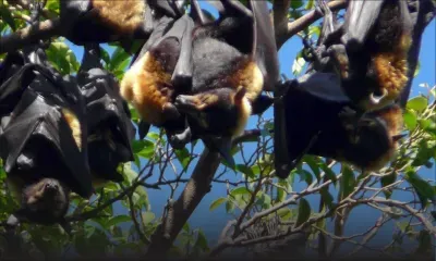 Non à l’abattage des chauves-souris : l’ONG DIS-MOI sert une mise en demeure au ministère de l’Agro-industrie