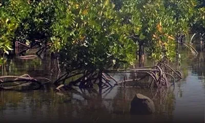 À Trou-d’Eau-Douce : il signale une coupe «illégale» de mangliers 